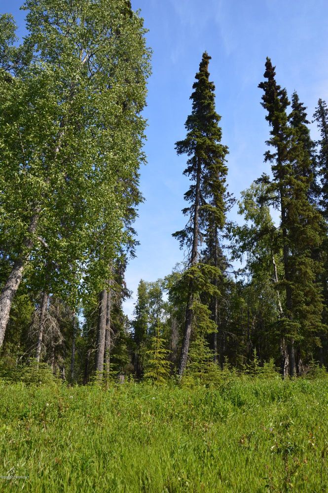 L18 Spruce Haven Street: L18 Spruce Haven Street, Kenai, AK 99611